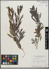 Foto von Salix gracilis Andersson